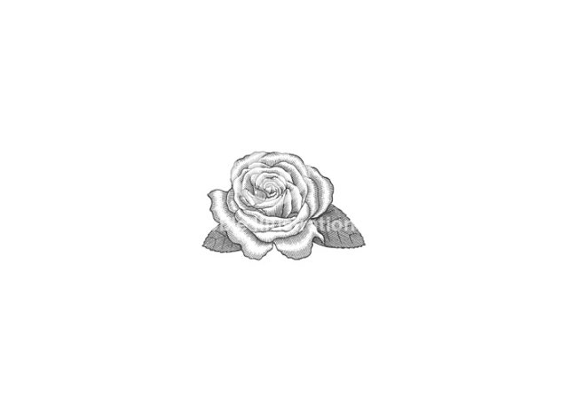 rose 1